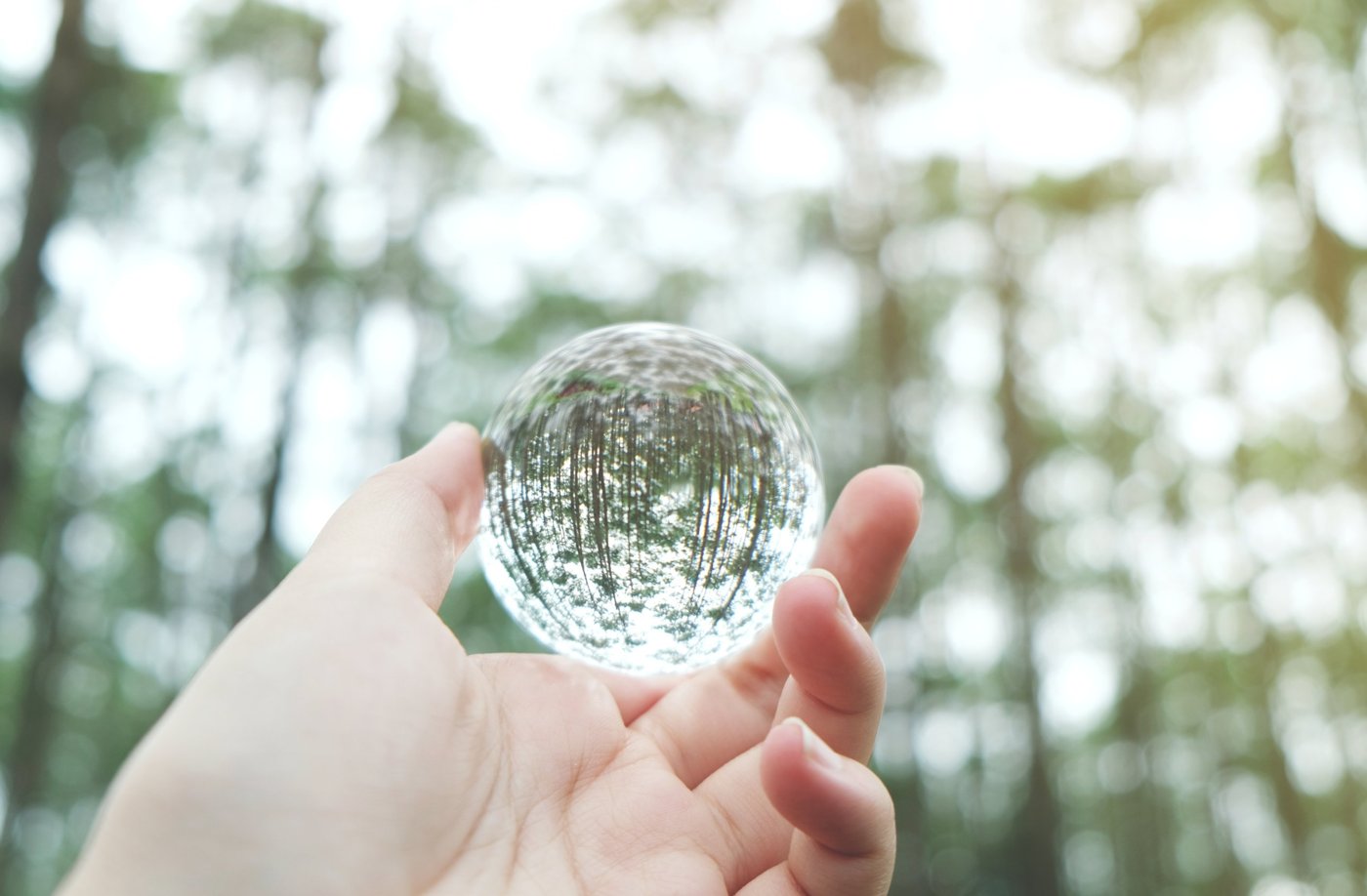 A hand holding a clear glass sphere that reflects the forest